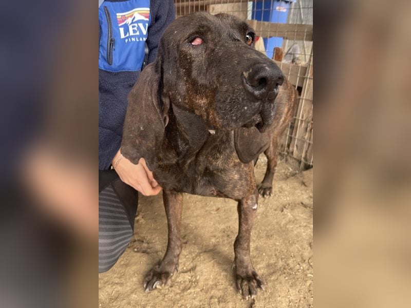 Granny, geb. ca. 01/2018, lebt in GRIECHENLAND, auf einer privaten Pflegestelle