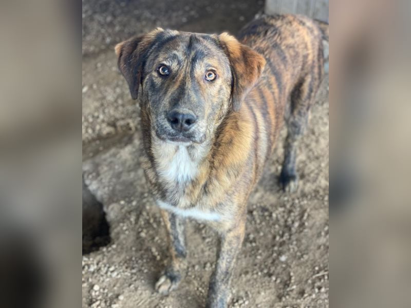 Fiyero, geb. ca. 07/2025, lebt in GRIECHENLAND, im städt. Tierheim Serres