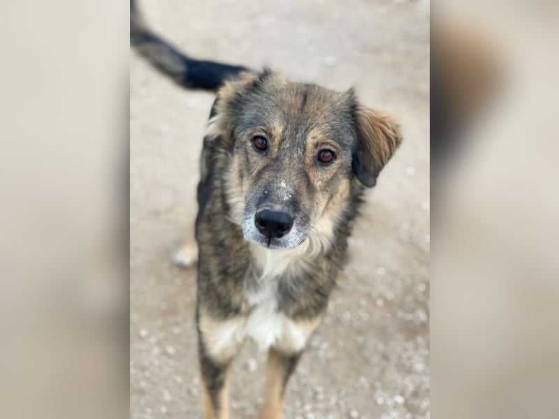 Shiou, geb. ca. 12/2023, lebt in GRIECHENLAND, im städt. Tierheim Serres