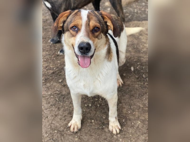 Antonio, geb. ca. 05/2023, lebt in GRIECHENLAND, auf einer privaten Pflegestelle