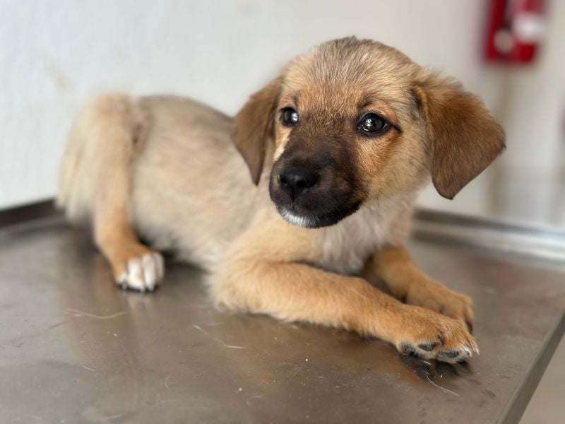 Ronja, geb. ca. 04/2026, lebt in GRIECHENLAND, auf einer privaten Pflegestelle