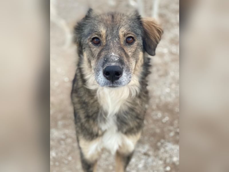 Shiou, geb. ca. 12/2023, lebt in GRIECHENLAND, im städt. Tierheim Serres