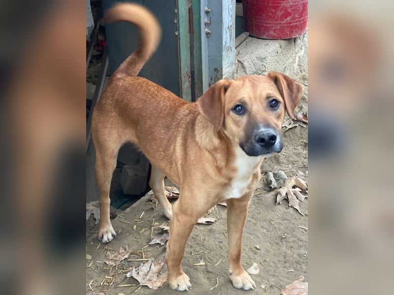 Hunter, geb. ca. 02/2025, lebt in GRIECHENLAND, auf einer privaten Pflegestelle