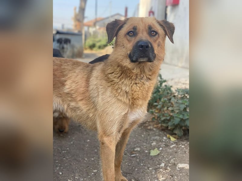 Tavina, geb. ca. 08/2024, lebt in GRIECHENLAND, im städt. Tierheim Serres