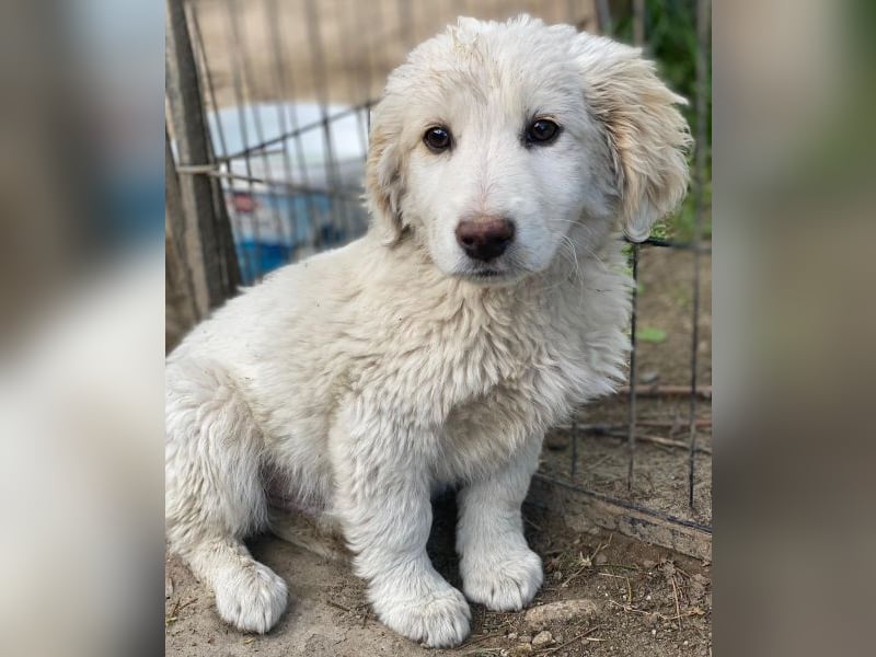 Tiramisu, geb. ca. 01/2026, lebt in GRIECHENLAND, auf einer privaten Pflegestelle