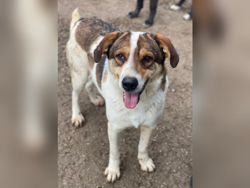 Antonio, geb. ca. 05/2023, lebt in GRIECHENLAND, auf einer privaten Pflegestelle