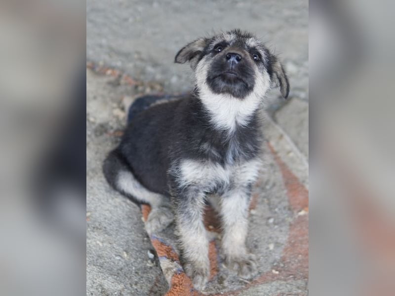 Hossam, geb. ca. 01/2026, lebt in GRIECHENLAND, auf einer privaten Pflegestelle