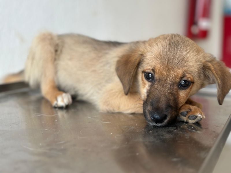 Ronja, geb. ca. 04/2026, lebt in GRIECHENLAND, auf einer privaten Pflegestelle