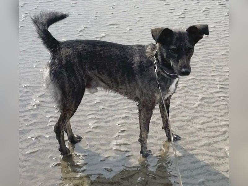 Larsson, geb. ca. 12/2018, lebt bei einer Familie in 74229 Oedheim, Vermittlungshilfe