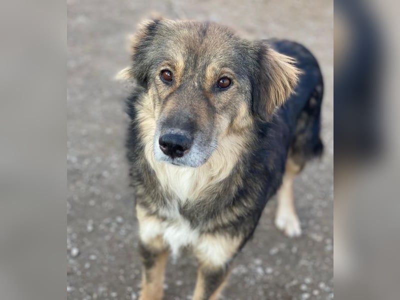 Shiou, geb. ca. 12/2023, lebt in GRIECHENLAND, im städt. Tierheim Serres