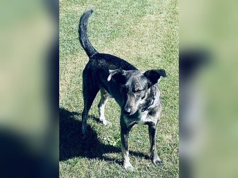 Larsson, geb. ca. 12/2018, lebt bei einer Familie in 74229 Oedheim, Vermittlungshilfe