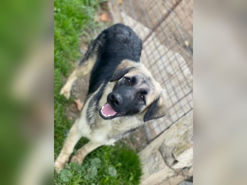 Anakin, geb. ca. 03/2025, lebt in GRIECHENLAND, auf einer privaten Pflegestelle