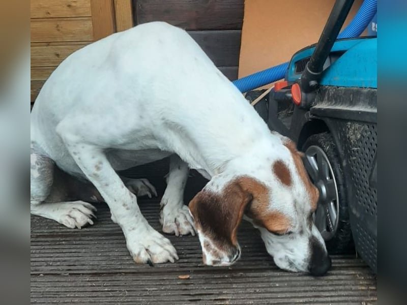 Zack, geb. ca. 10/2022, lebt auf einer Pflegestelle in 23556 Lübeck
