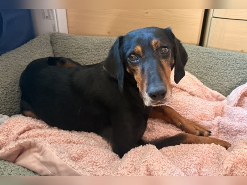 Neria, geb. ca. 11/2020, lebt auf einer Pflegestelle in 95168 Marktleuthen