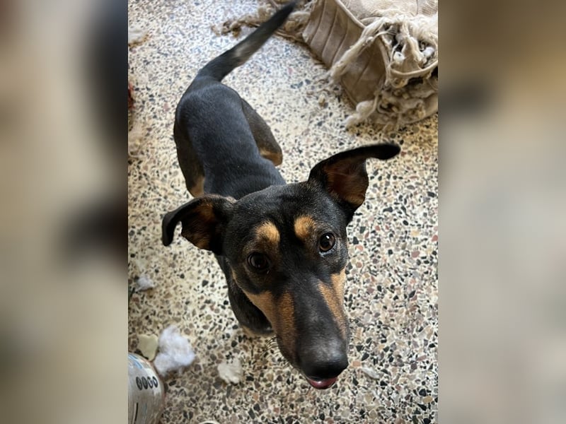 Ajax, geb. ca. 11/2024, lebt in GRIECHENLAND, auf einem Gelände, wird notdürftig versorgt