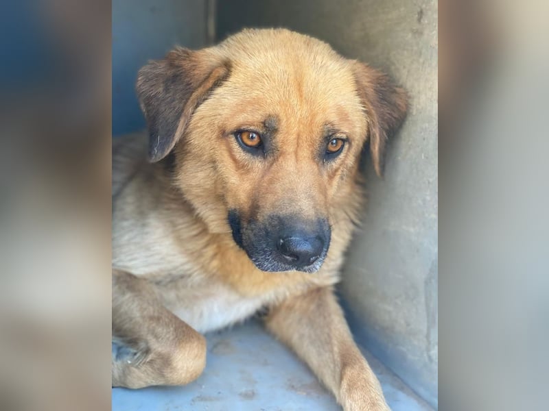 Tavina, geb. ca. 08/2024, lebt in GRIECHENLAND, im städt. Tierheim Serres