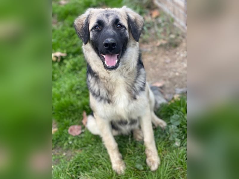 Anakin, geb. ca. 03/2025, lebt in GRIECHENLAND, auf einer privaten Pflegestelle