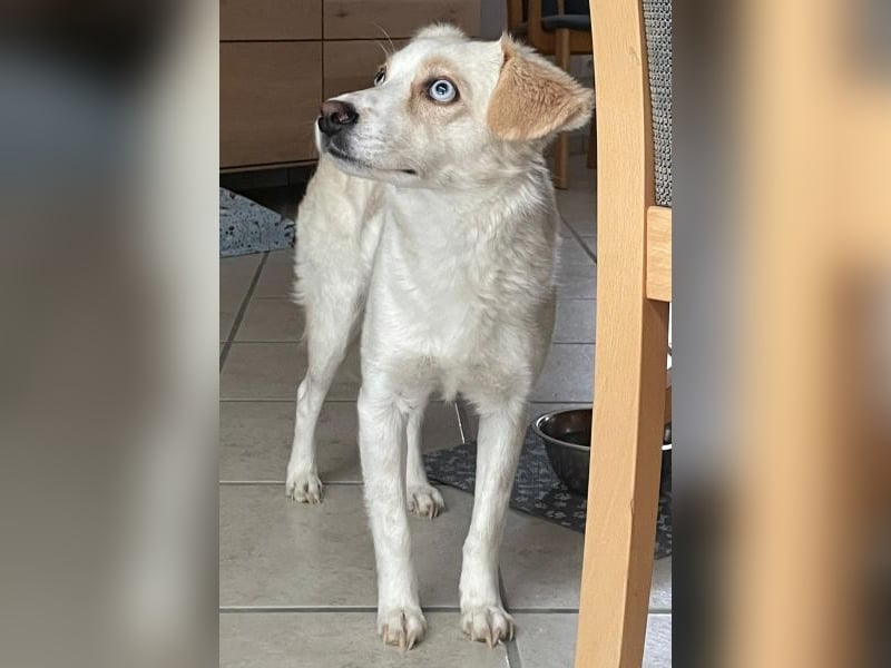 Shani, geb. ca. 01/2024, lebt auf einer Pflegestelle in 53947 Nettersheim