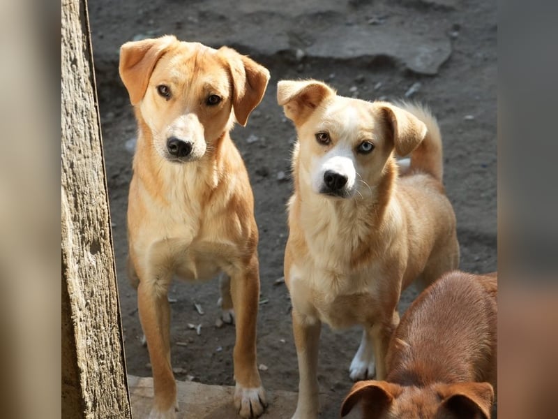 Boston, geb. ca. 07/2023, lebt in GRIECHENLAND, auf einer privaten Pflegestelle