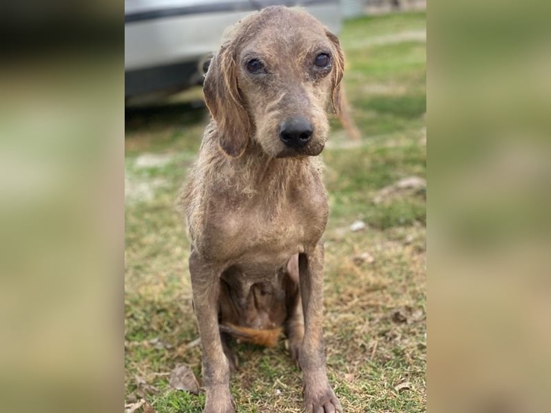 Tharu, geb. ca. 01/2024, lebt in GRIECHENLAND, im städt. Tierheim Serres, Vermittlungshilfe