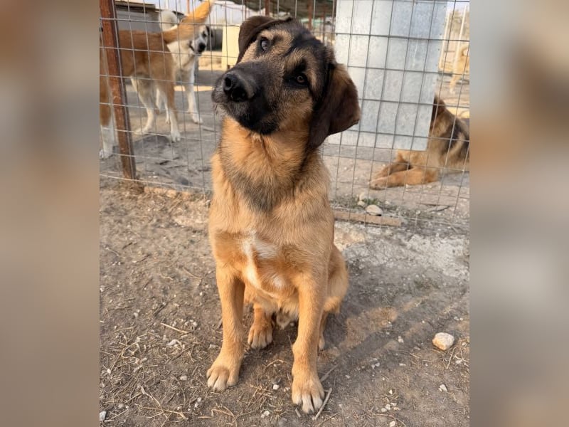 Maverick, geb. ca. 07/2025, lebt in GRIECHENLAND, im städt. Tierheim Serres