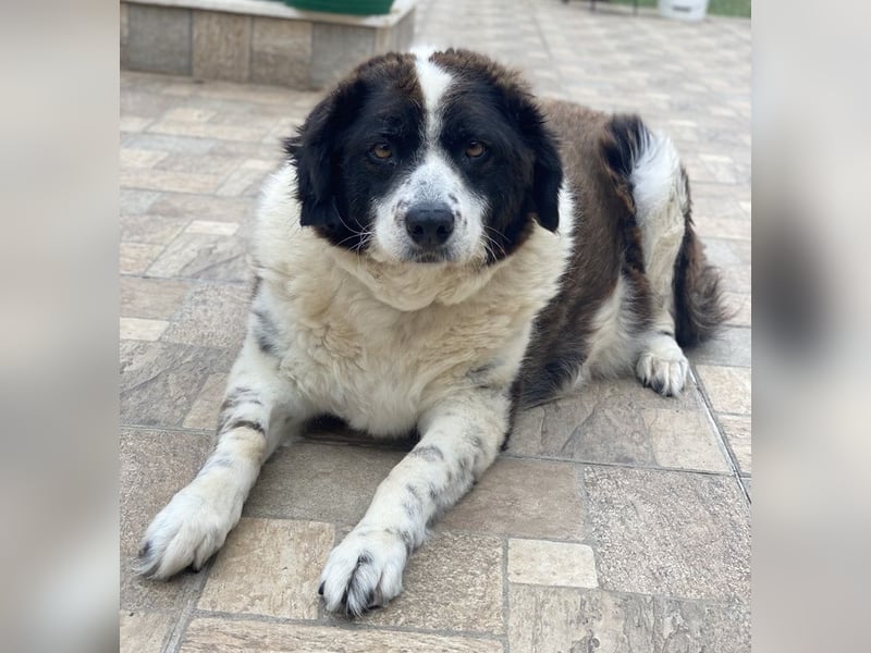 Linda, geb. ca. 09/2015, lebt in GRIECHENLAND, auf einer privaten Pflegestelle