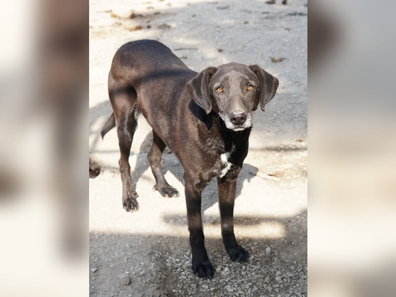 Chelion, geb. ca. 11/2018, lebt in GRIECHENLAND, im städt. Tierheim Serres