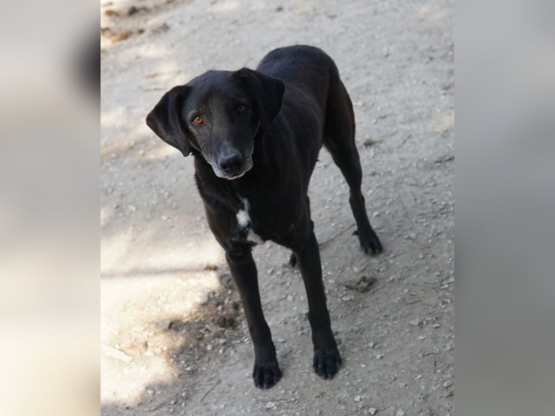 Chelion, geb. ca. 11/2018, lebt in GRIECHENLAND, im städt. Tierheim Serres