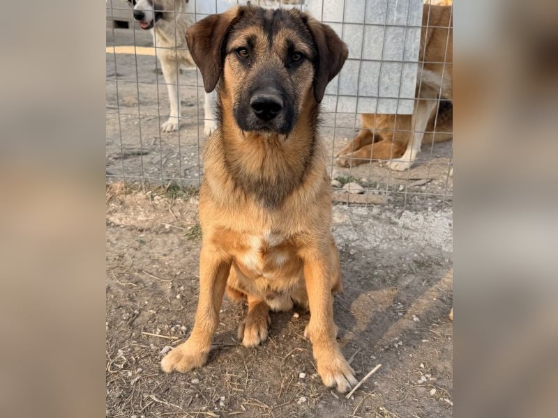 Maverick, geb. ca. 07/2025, lebt in GRIECHENLAND, im städt. Tierheim Serres