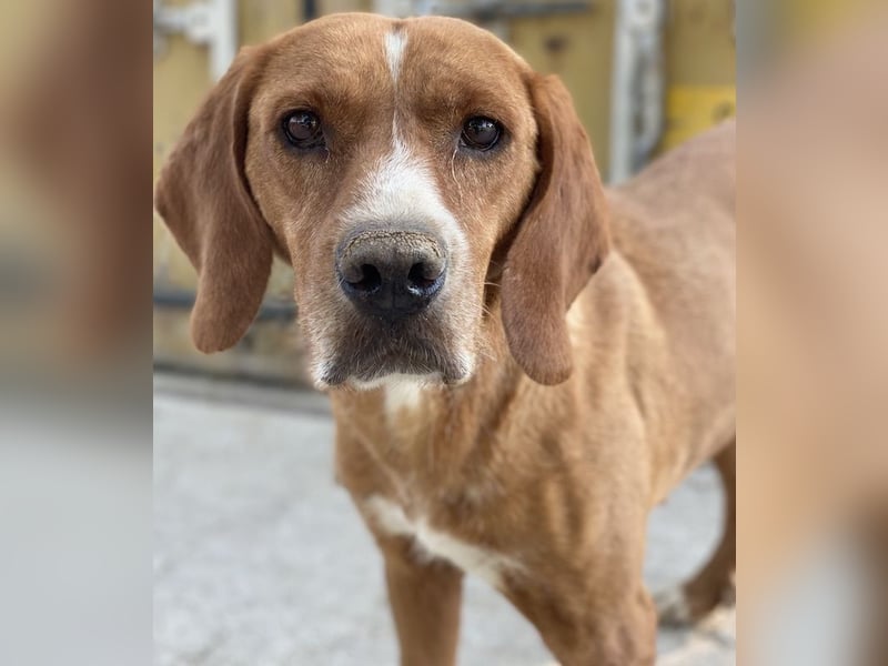 Elma, geb. ca. 03/2021, lebt in GRIECHENLAND, im städt. Tierheim Serres