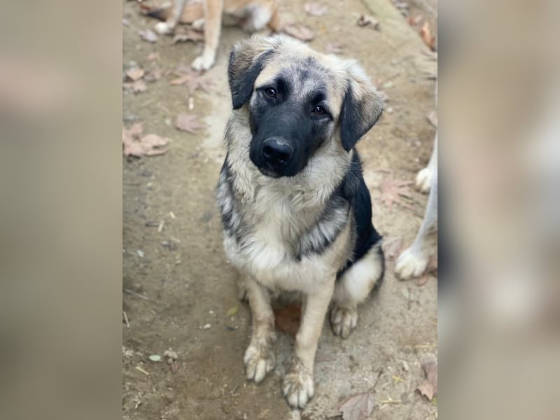 Anakin, geb. ca. 03/2025, lebt in GRIECHENLAND, auf einer privaten Pflegestelle