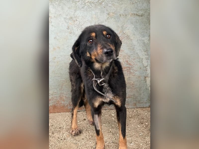 Seli, geb. ca. 02/2021, lebt in GRIECHENLAND, auf einer privaten Pflegestelle