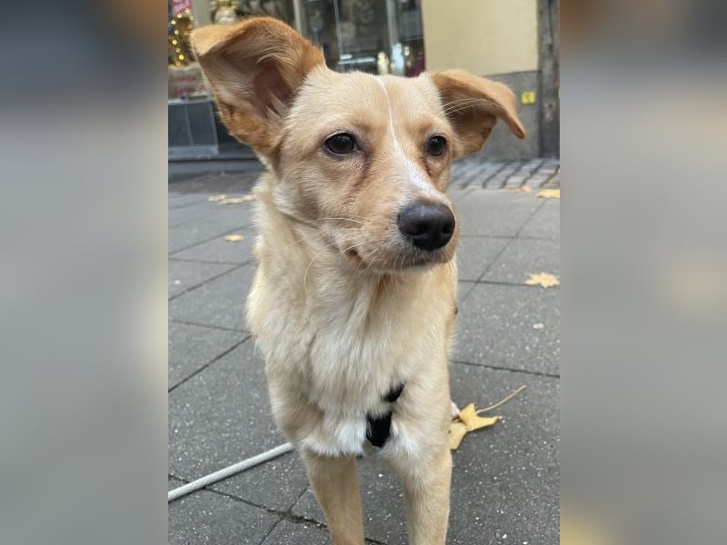 Yumi, geb. ca. 05/2025, lebt auf einer Pflegestelle in 52066 Aachen