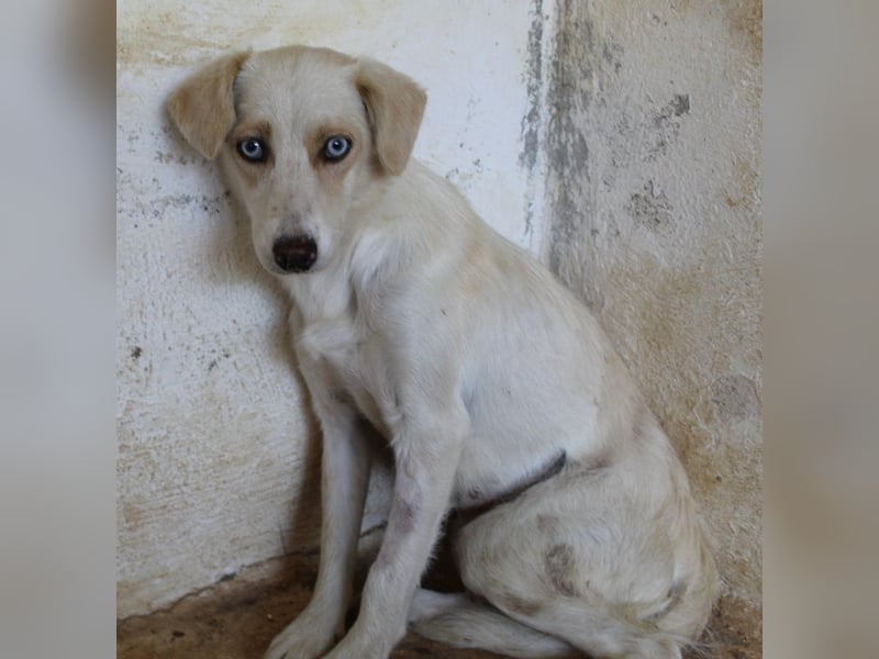 Shani, geb. ca. 01/2024, lebt auf einer Pflegestelle in 53947 Nettersheim