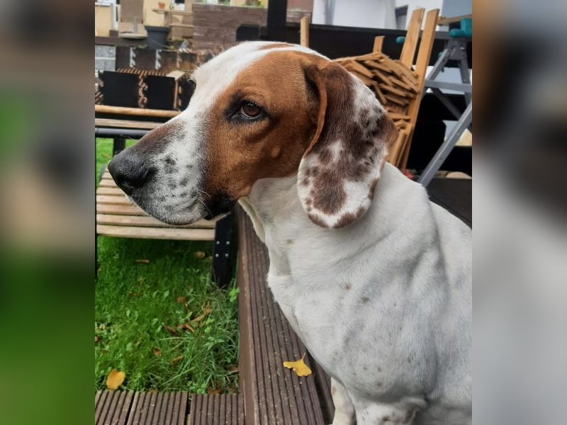 Zack, geb. ca. 10/2022, lebt auf einer Pflegestelle in 23556 Lübeck