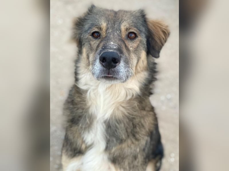 Shiou, geb. ca. 12/2023, lebt in GRIECHENLAND, im städt. Tierheim Serres