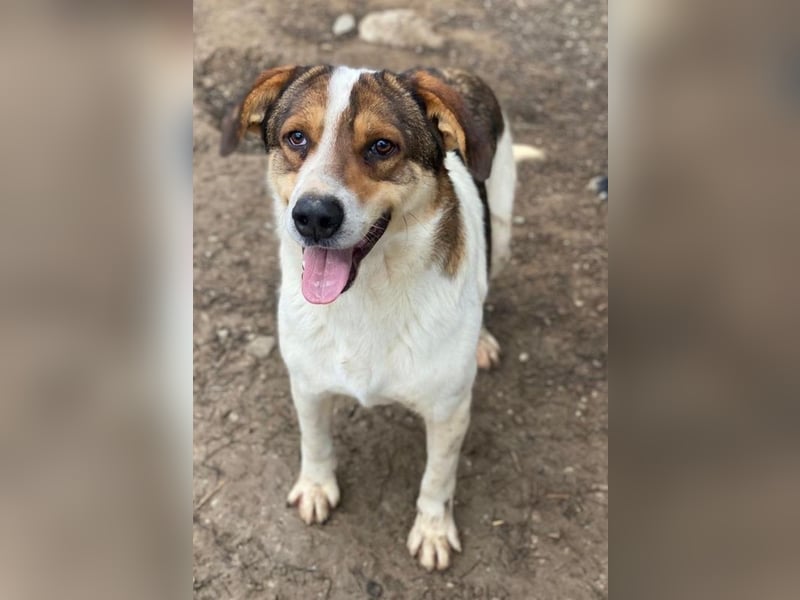 Antonio, geb. ca. 05/2023, lebt in GRIECHENLAND, auf einer privaten Pflegestelle