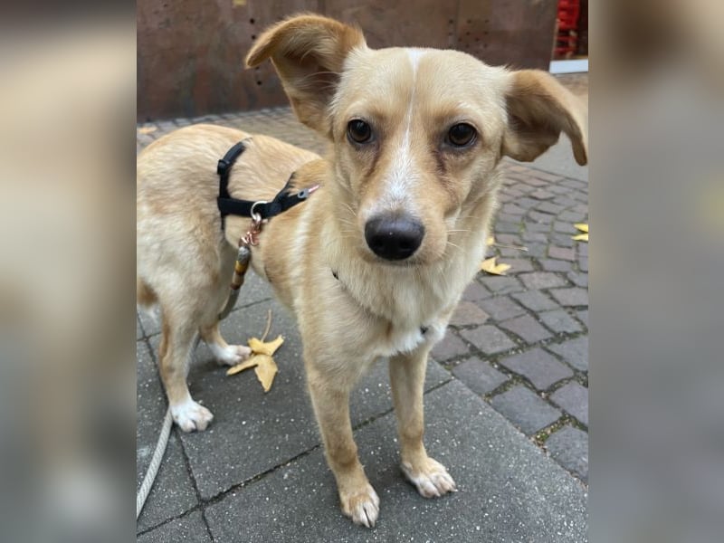 Yumi, geb. ca. 05/2025, lebt auf einer Pflegestelle in 52066 Aachen