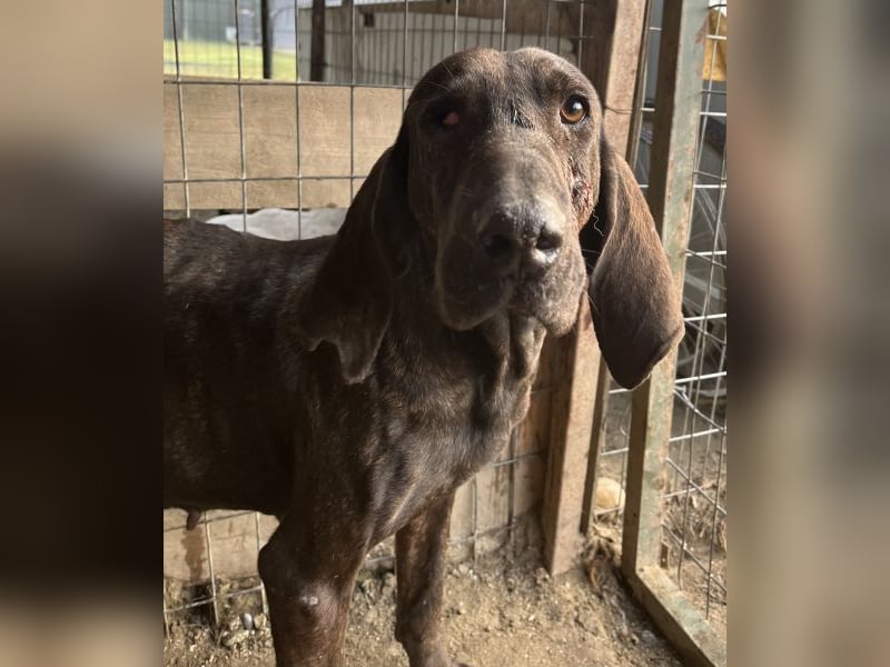 Granny, geb. ca. 01/2018, lebt in GRIECHENLAND, auf einer privaten Pflegestelle