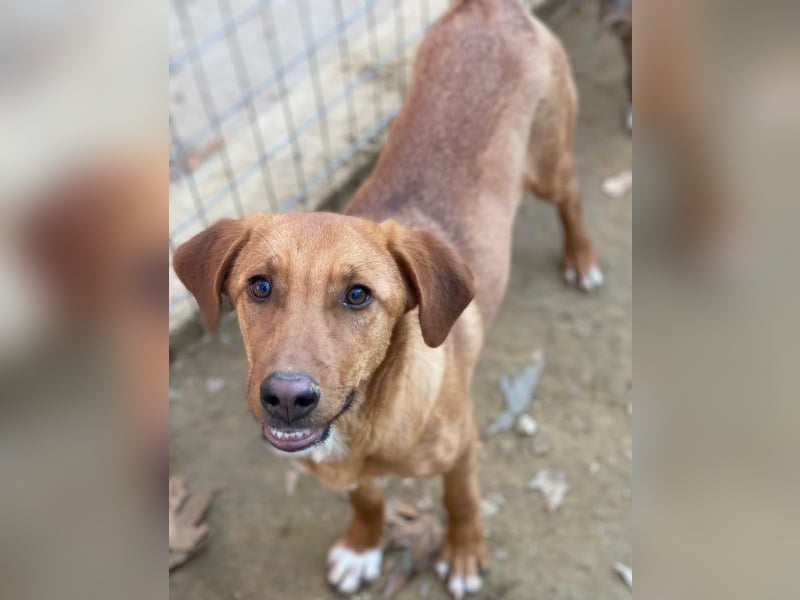 Karamell, geb. ca. 06/2025, lebt in GRIECHENLAND, auf einer privaten Pflegestelle