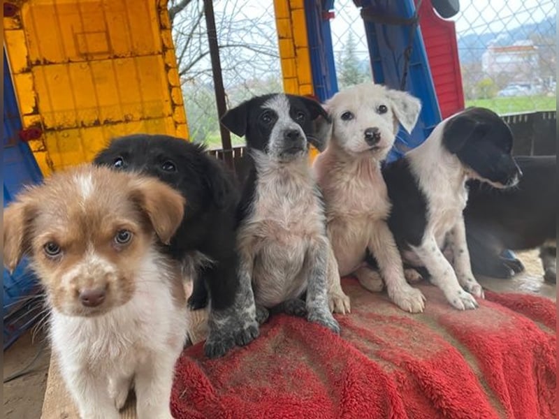 Zephira, geb. ca. 10/2025, lebt in GRIECHENLAND, auf einer privaten Pflegestelle