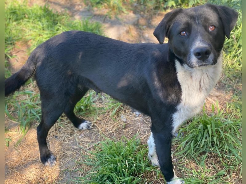 Sora,  geb. ca 03/2025, lebt in GRIECHENLAND, auf einer privaten Pflegestelle