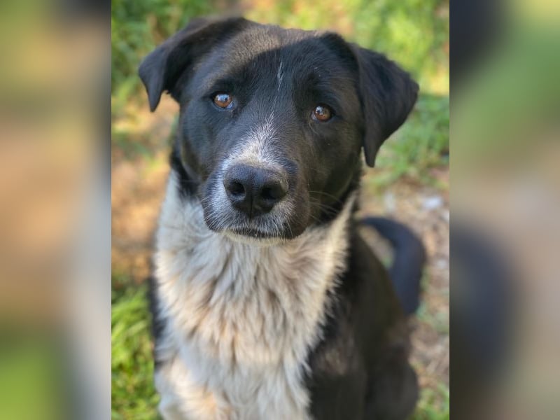 Sora,  geb. ca 03/2025, lebt in GRIECHENLAND, auf einer privaten Pflegestelle