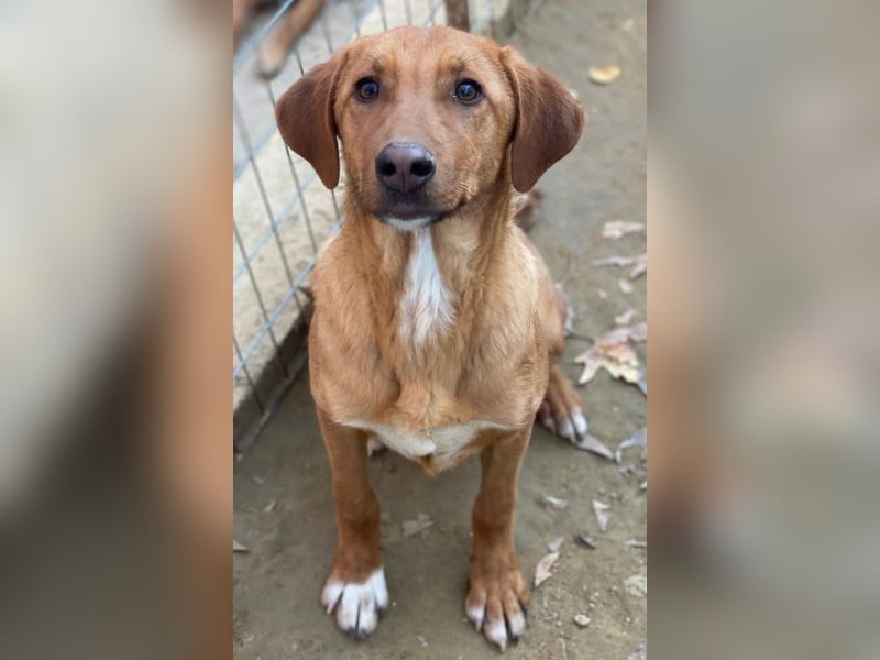 Karamell, geb. ca. 06/2025, lebt in GRIECHENLAND, auf einer privaten Pflegestelle