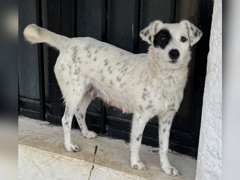 Meybel geb. ca. 02/2025, lebt in GRIECHENLAND, auf einer privaten Pflegestelle