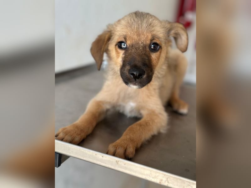 Ronja, geb. ca. 04/2026, lebt in GRIECHENLAND, auf einer privaten Pflegestelle