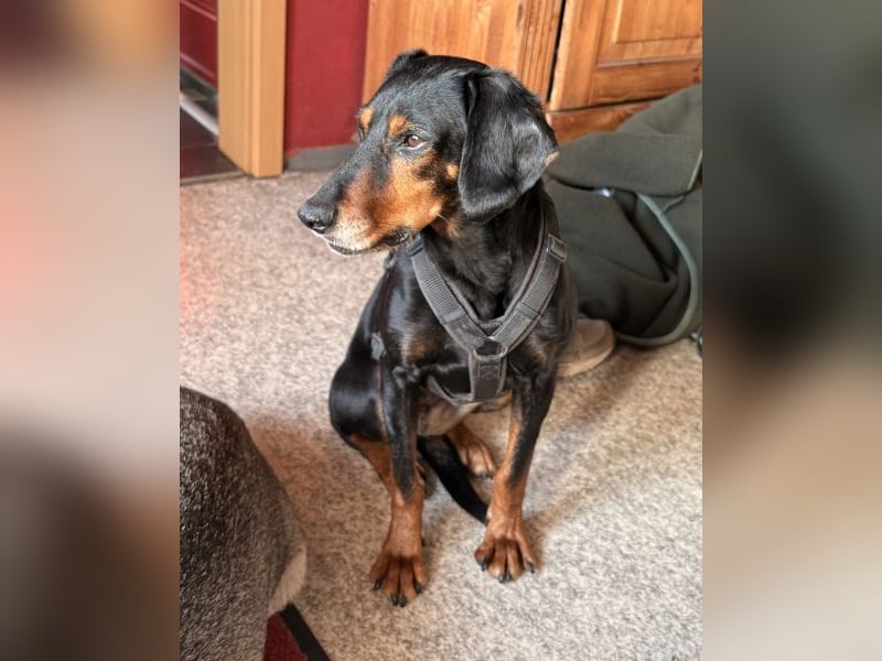 Neria, geb. ca. 11/2020, lebt auf einer Pflegestelle in 95168 Marktleuthen