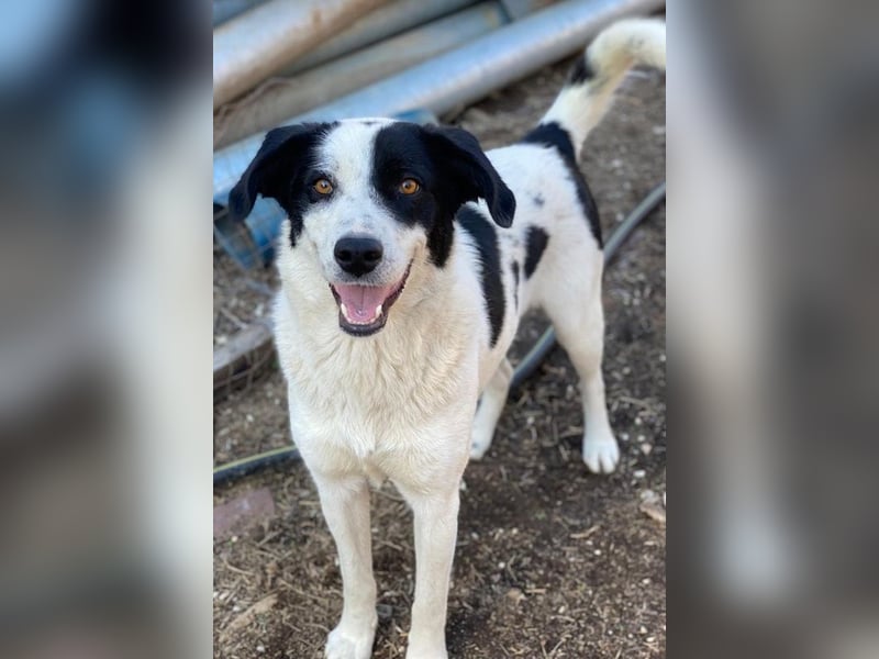 Alva, geb. ca. 05/2023, lebt in GRIECHENLAND, auf einer privaten Pflegestelle