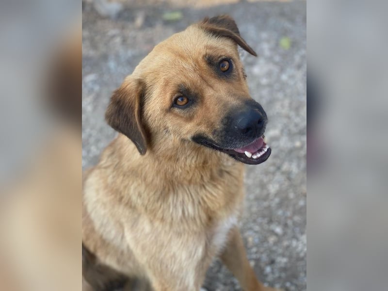 Tavina, geb. ca. 08/2024, lebt in GRIECHENLAND, im städt. Tierheim Serres