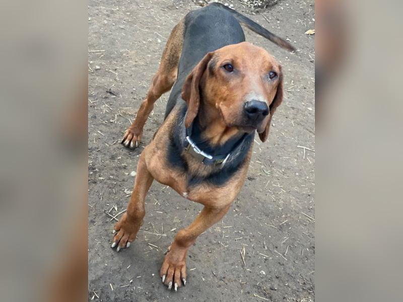 Abaluga, geb. ca. 01/2024, lebt in GRIECHENLAND, auf einer privaten Pflegestelle, Vermittlungshilf